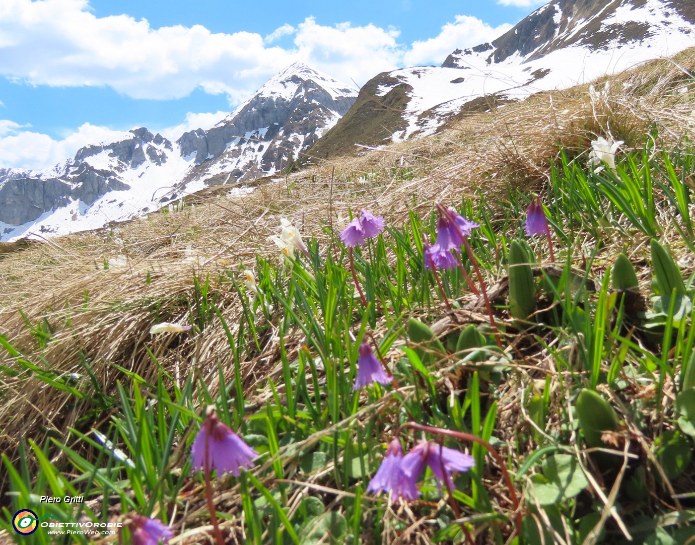 61 Soldanella alpina.JPG